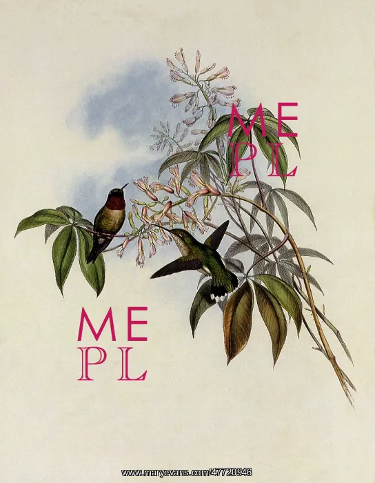 : Ruby-Throated Hummingbird, Trochilus Colubris : Ruby-Throated Hummingbird, Trochilus Colubris