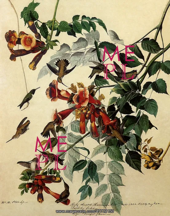 : Ruby-throated Hummingbirds : Ruby-throated Hummingbirds