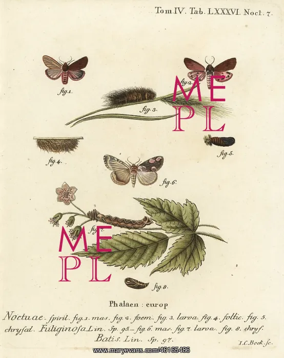 : Ruby tiger moth and peach blossom moth : Ruby tiger moth and peach blossom moth