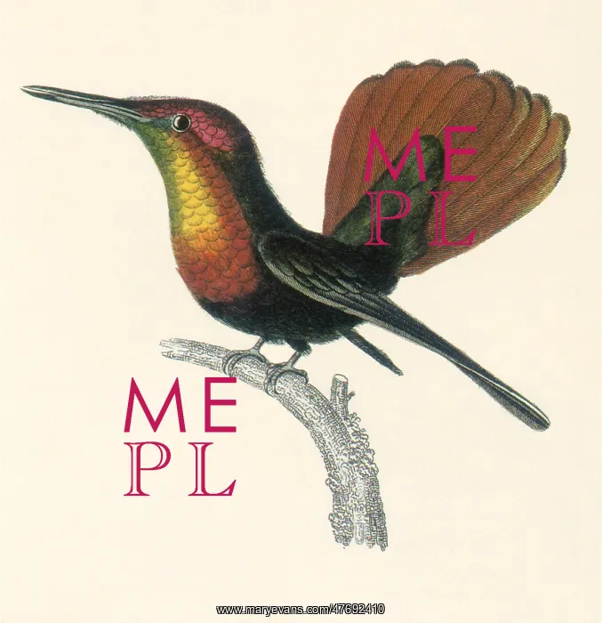 : Ruby and Topaz Humming-bird, Chrysolampis mosquitis : Ruby and Topaz Humming-bird, Chrysolampis mosquitis