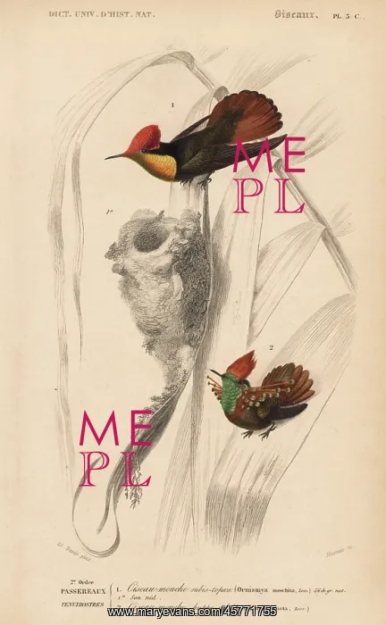 : Ruby-topaz hummingbird, Chrysolampis mosquitus : Ruby-topaz hummingbird, Chrysolampis mosquitus