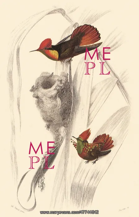 : Ruby-Topaz Hummingbird & Tufted Coquette : Ruby-Topaz Hummingbird & Tufted Coquette
