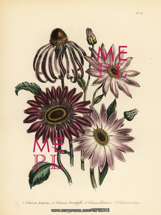 : Rudbeckia and Echinacea species : Rudbeckia and Echinacea species
