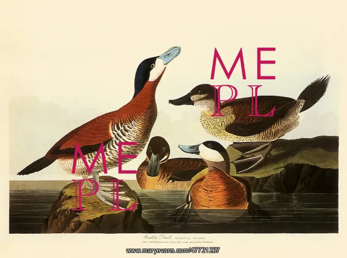  : Ruddy Duck, Oxyura jamaicensis