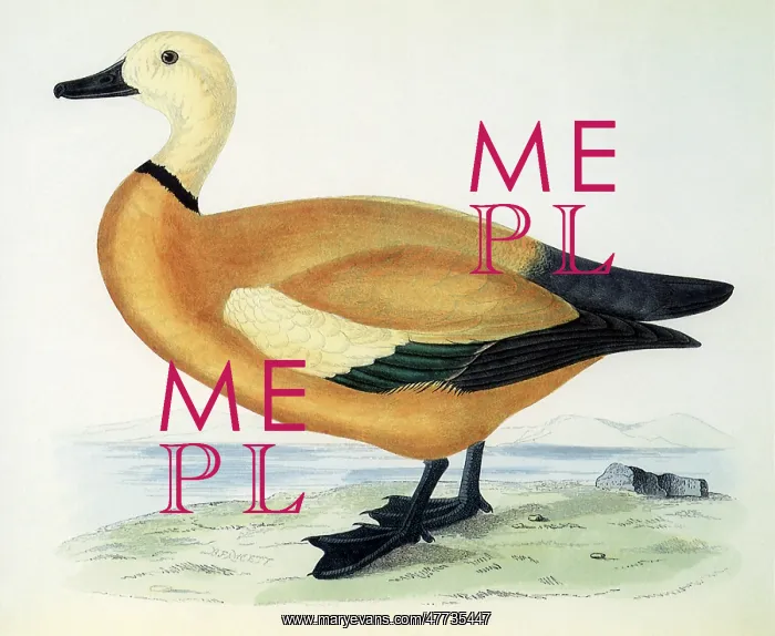  : Ruddy Shelduck, Tadorna ferruginea
