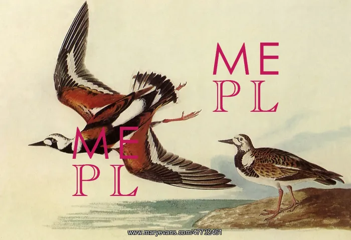  : Ruddy Turnstone