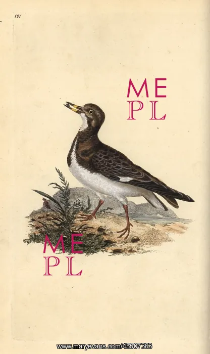 : Ruddy turnstone, Arenaria interpres : Ruddy turnstone, Arenaria interpres