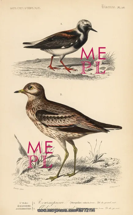 : Ruddy turnstone, Arenaria interpres, and Eurasian : Ruddy turnstone, Arenaria interpres, and Eurasian