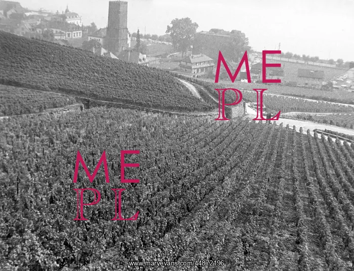  : RUDESHEIM VINEYARDS