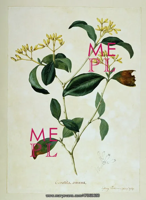 : Rudgea eriantha : Rudgea eriantha
