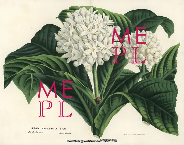 : Rudgea macrophylla : Rudgea macrophylla