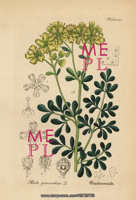 : Rue or herb of grace, Ruta graveolens : Rue or herb of grace, Ruta graveolens