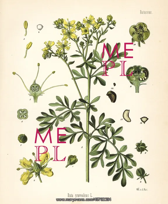 : Rue, Ruta graveolens : Rue, Ruta graveolens