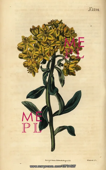 : Rue, Ruta linifolia : Rue, Ruta linifolia