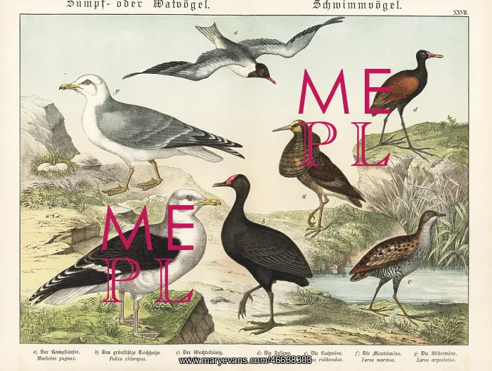  : Ruff, moorhen, rail, jacana, etc