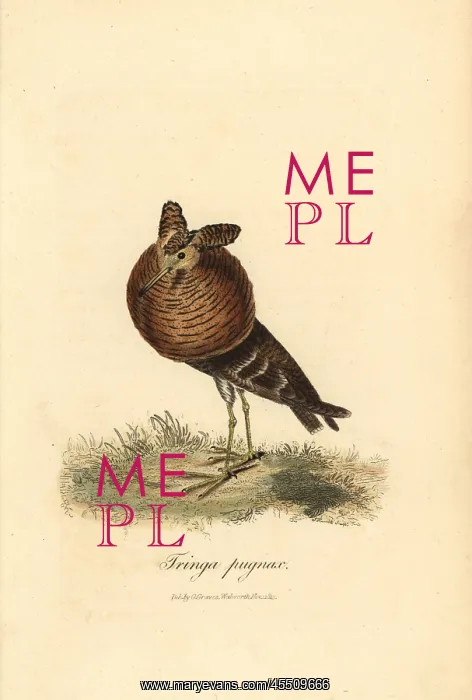 : Ruff, Philomachus pugnax : Ruff, Philomachus pugnax