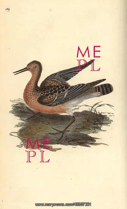 : Ruff, Philomachus pugnax, female : Ruff, Philomachus pugnax, female