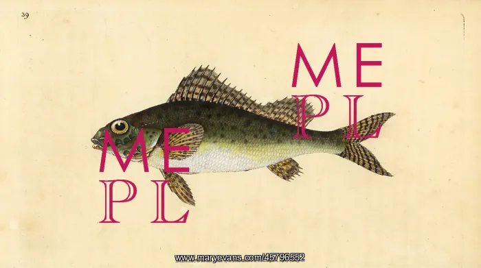 : Ruffe, Gymnocephalus cernua : Ruffe, Gymnocephalus cernua