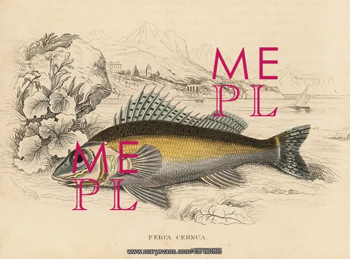 : Ruffe, Gymnocephalus cernuus : Ruffe, Gymnocephalus cernuus