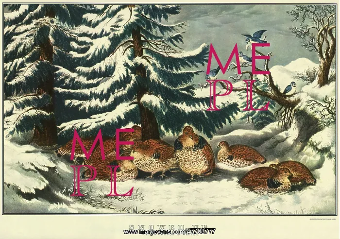  : Ruffed Grouse