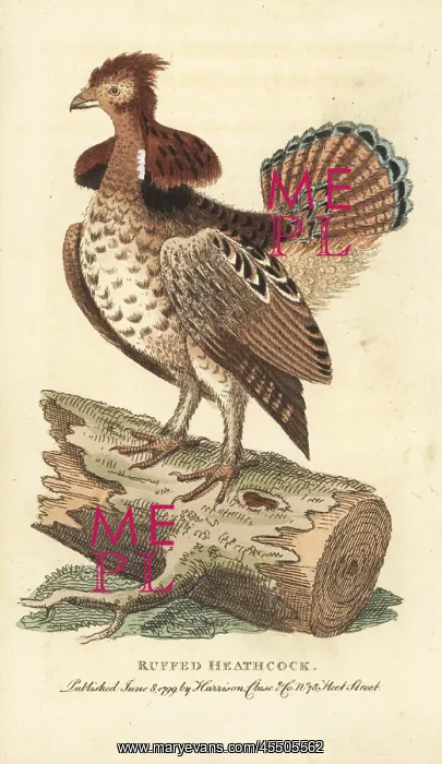 : Ruffed grouse, Bonasa umbellus : Ruffed grouse, Bonasa umbellus