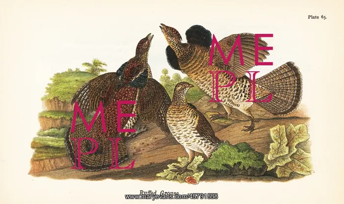 : Ruffed grouse, Bonasa umbellus : Ruffed grouse, Bonasa umbellus
