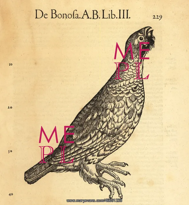 : Ruffed grouse, Bonasa umbellus : Ruffed grouse, Bonasa umbellus