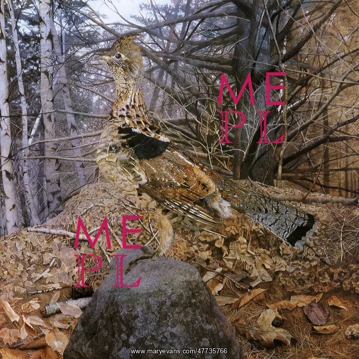  : Ruffed Grouse, Bonasa umbellus
