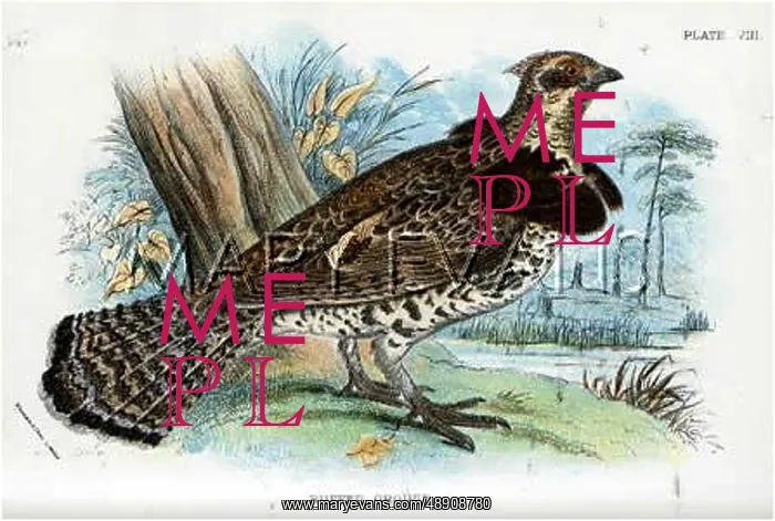 : RUFFED GROUSEP-T. GROUSE : RUFFED GROUSEP-T. GROUSE