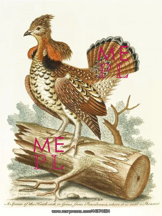  : The ruffed heathcock or grouse
