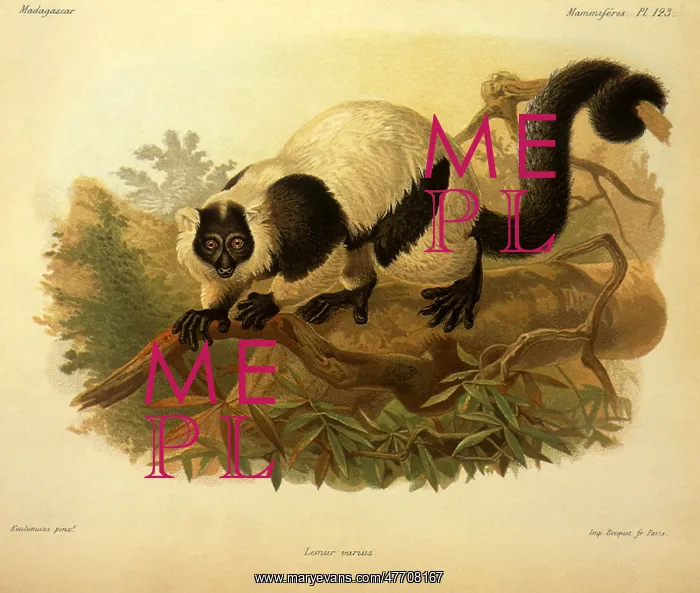  : Ruffed Lemur, Lemur variegatus
