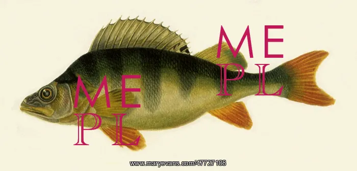  : Ruffle, Gymnocephalus cernus