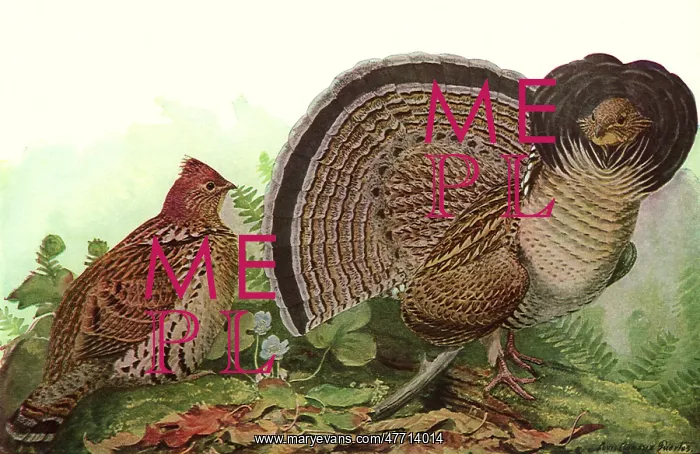  : Ruffled Grouse