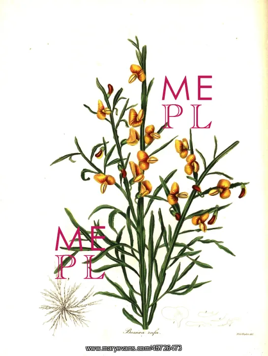 : Rufous bossiaea, Bossiaea rufa : Rufous bossiaea, Bossiaea rufa
