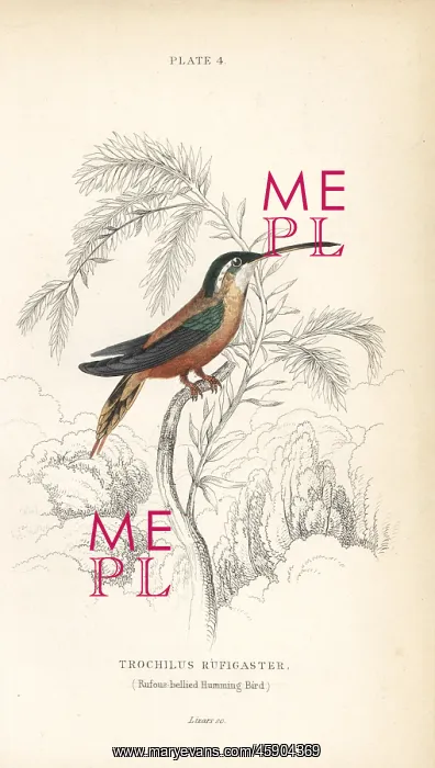 : Rufous-breasted hermit, Glaucis hirsutus : Rufous-breasted hermit, Glaucis hirsutus
