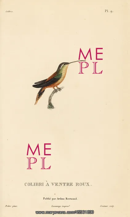 : Rufous-breasted hermit, Glaucis hirsutus (Trochilus : Rufous-breasted hermit, Glaucis hirsutus (Trochilus