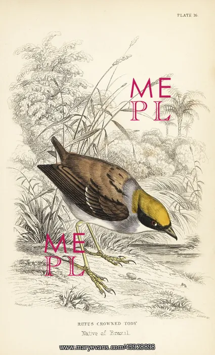  : Rufous-crowned tody-flycatcher, Poecilotriccus ruficeps