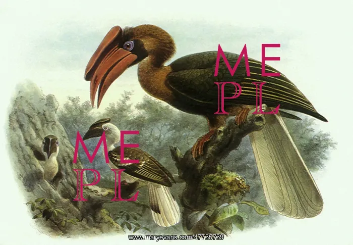: Rufous Hornbills, Buceros hydrocoraX : Rufous Hornbills, Buceros hydrocoraX