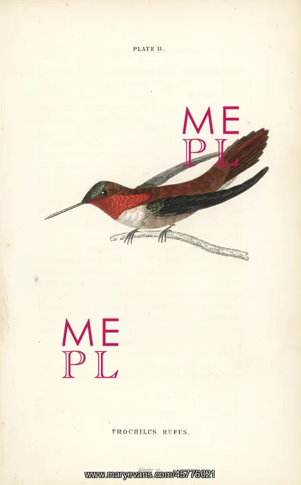: Rufous hummingbird, Selasphorus rufus : Rufous hummingbird, Selasphorus rufus
