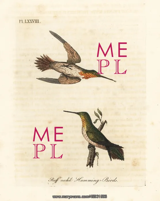 : Rufous hummingbird, Selasphorus rufus : Rufous hummingbird, Selasphorus rufus