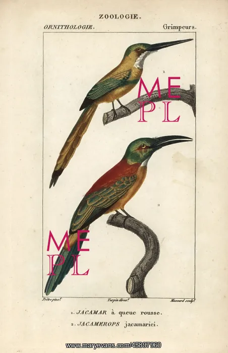 : Rufous-tailed jacamar, Galbula ruficauda, and : Rufous-tailed jacamar, Galbula ruficauda, and