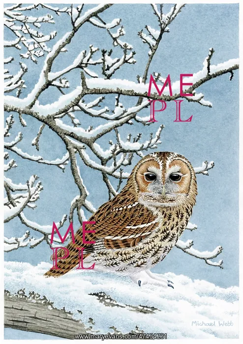  : Rufous Tawny Owl