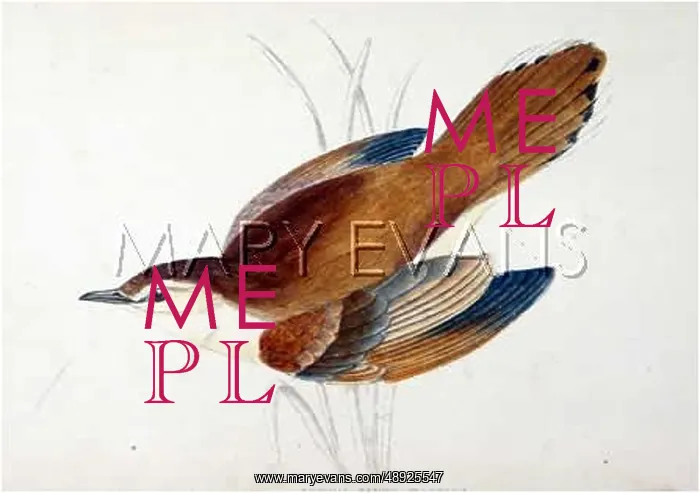  : RUFOUS WARBLER (MORRIS)