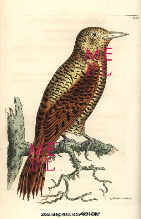 : Rufous woodpecker, Micropternus brachyurus : Rufous woodpecker, Micropternus brachyurus