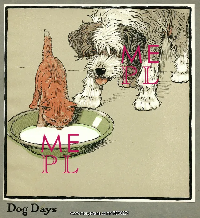 : Rufus the cat drinks from a bowl, watched by a dog : Rufus the cat drinks from a bowl, watched by a dog