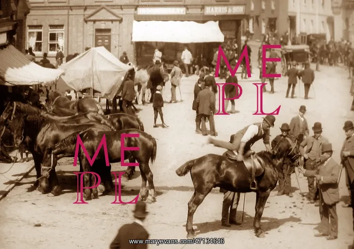  : Rugeley Horse Fair