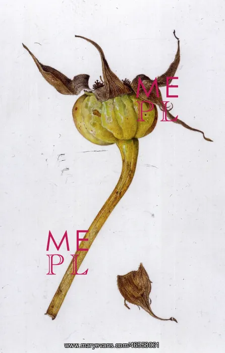  : Rugosa rose hips