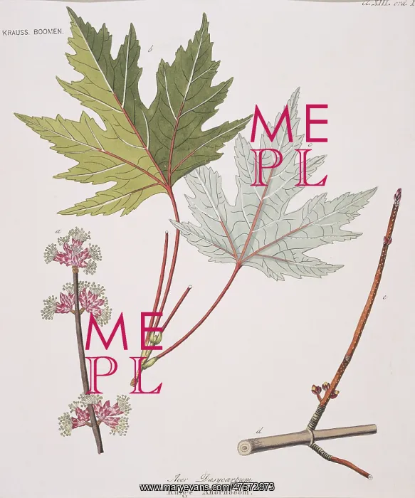  : Ruige ahornboom, acer