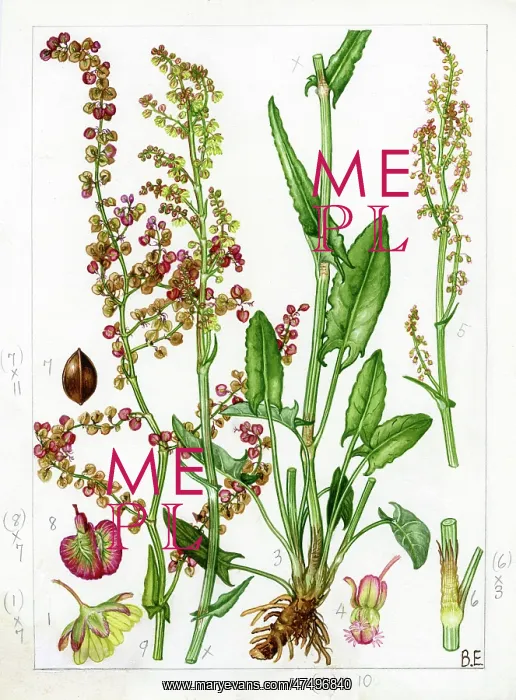 : Rumex acetosa - common sorrel : Rumex acetosa - common sorrel