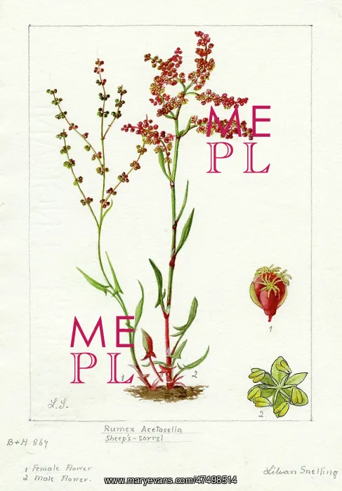: Rumex acetosella - sheep's sorrel : Rumex acetosella - sheep's sorrel